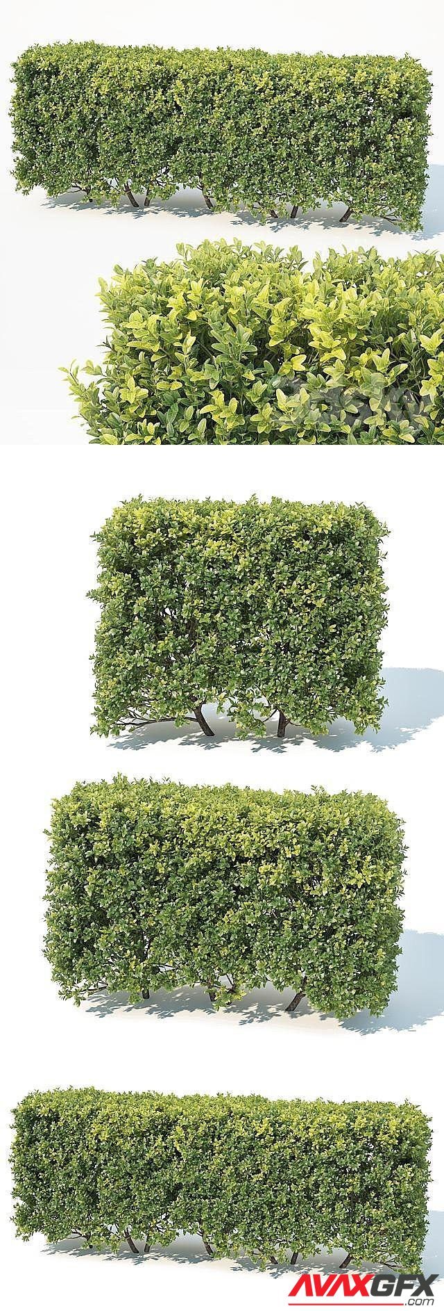 Buxus Sempervirens 6 Modular Hedge