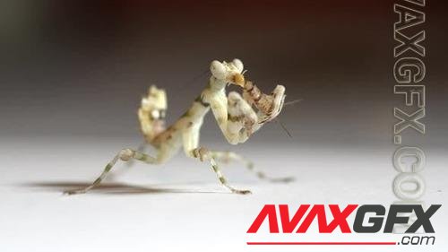 White mantis eats cricket. Macro shot in UHD. 41191055