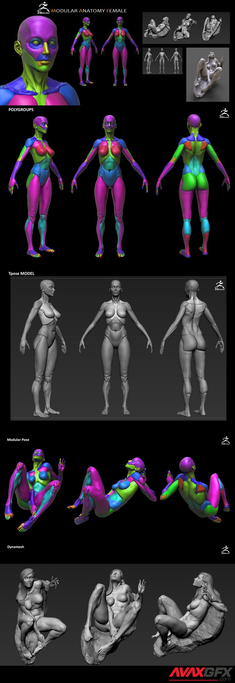 Female Modular Anatomy