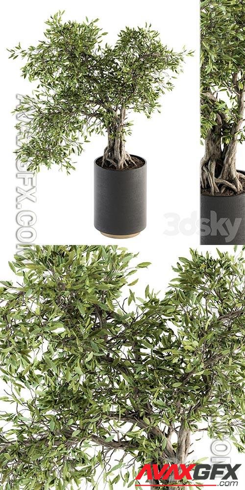 indoor Plant Set 207 – Big Bonsai in pot 3D Models