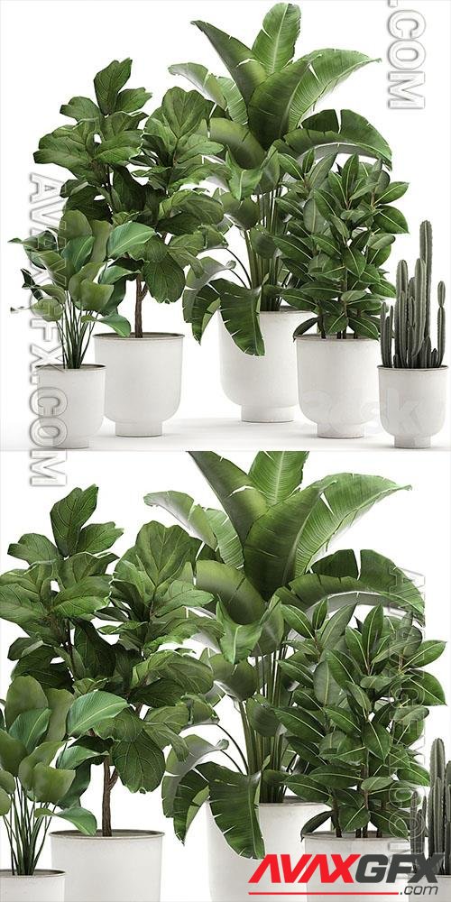 Plant collection 906, White Pot, Ficus, Tree, Strelitzia, Cactus, Banana, Bush, Banana Palm, Nordic Style, Metal Pot, Ficus lyrata 3D Models