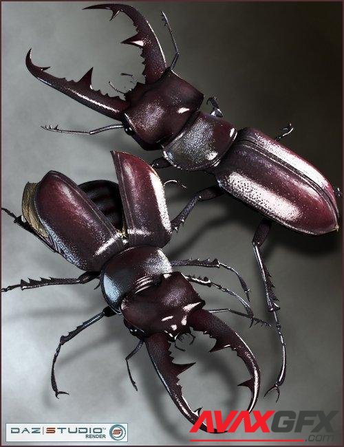 Stag Beetle