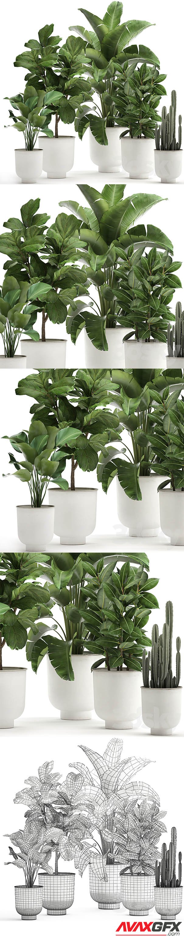 Plant Collection 906 3D Model