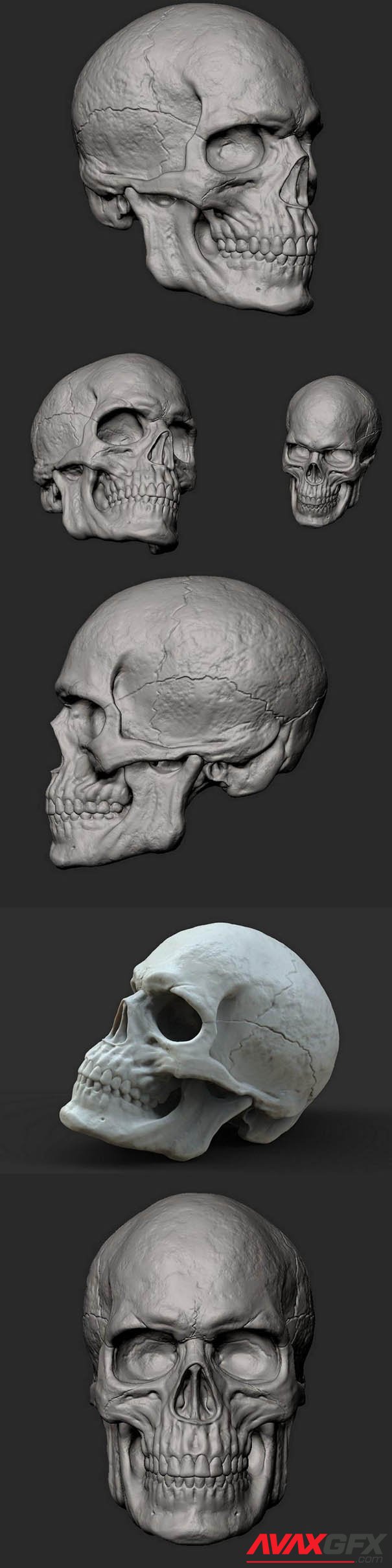 Male Skull 3D print