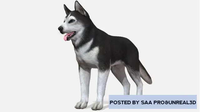 Unreal Engine Characters Dog - Husky v4.20-4.27