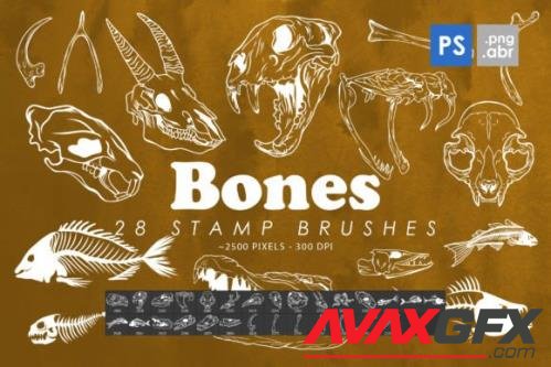 Bones Photoshop Stamp Brushes - 2428437