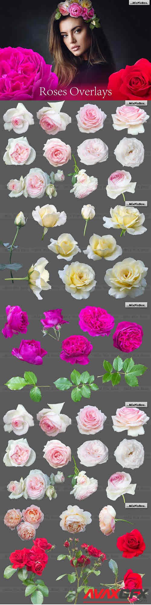 Roses Photo Overlays - 7552048