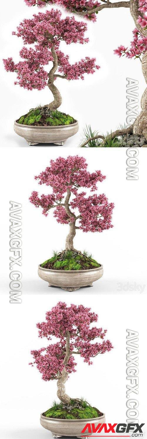Sakura bonsai tree - 3D model