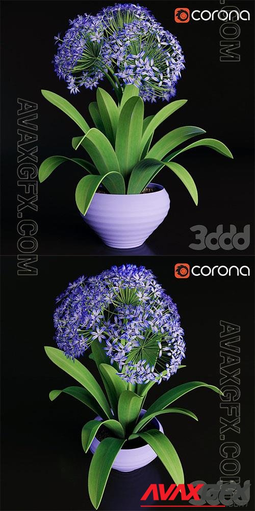 Scilla blue peruviana in a pot 3d model