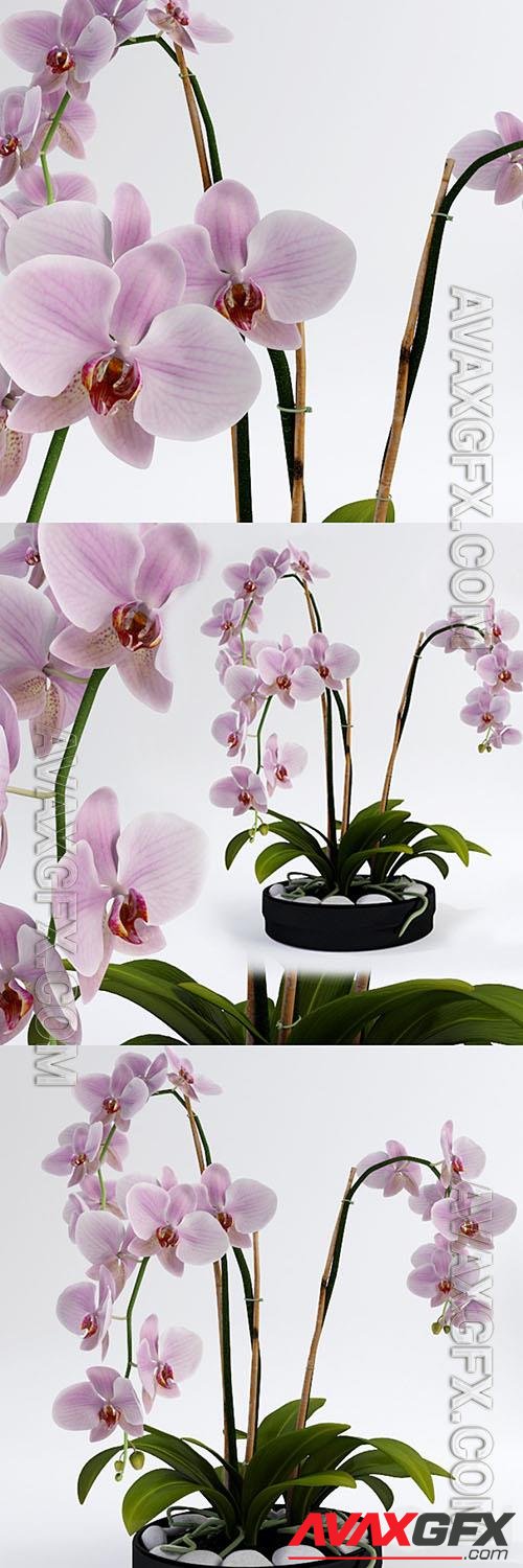 Beautiful pink orchids 3d model