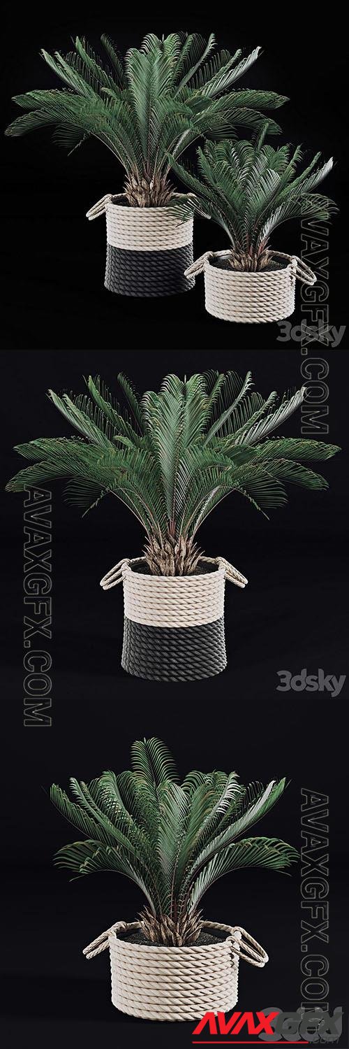 Palms in Wicker Baskets