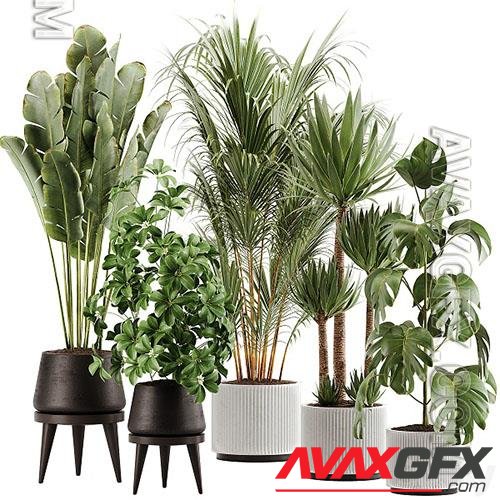 Indoor Plant Set 13 - 3d model