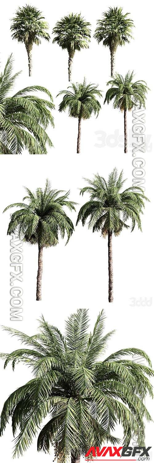 Set of palms - 3d model