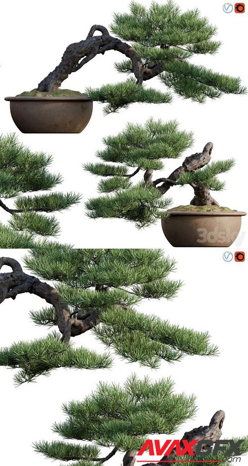 Pine bonsai 03