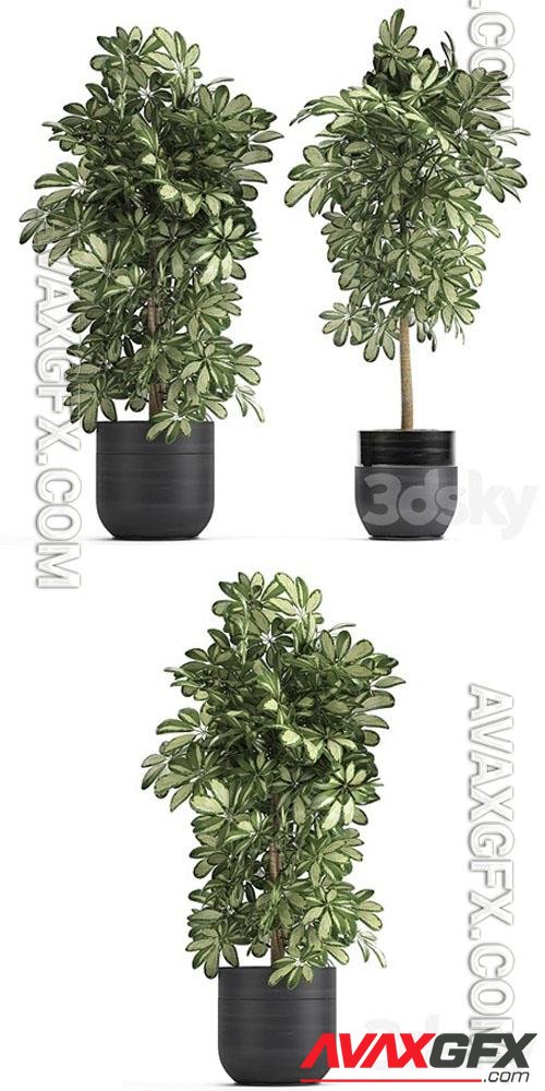 Plant Schefflera 765. Black pot, flowerpot, bush, thickets, exotic, decorative - 3d model