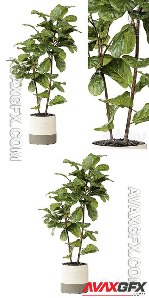 Ateliervierkant – Pot CL40 and Ficus Lyrata plant - 3d model