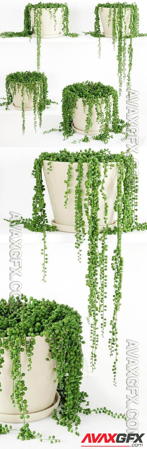 String Of Pearls Plant 3 - 3d model