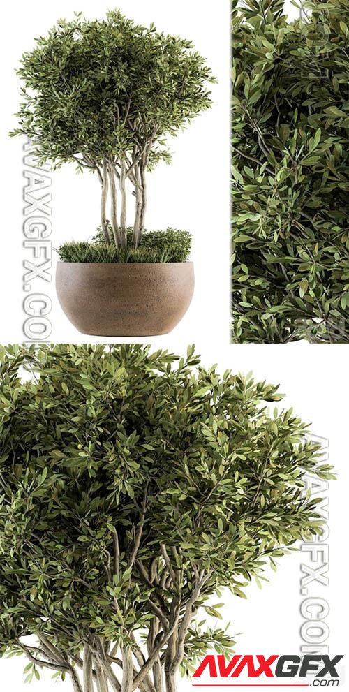Outdoor Plants tree in Concrete Pot – Set 135 - 3d model