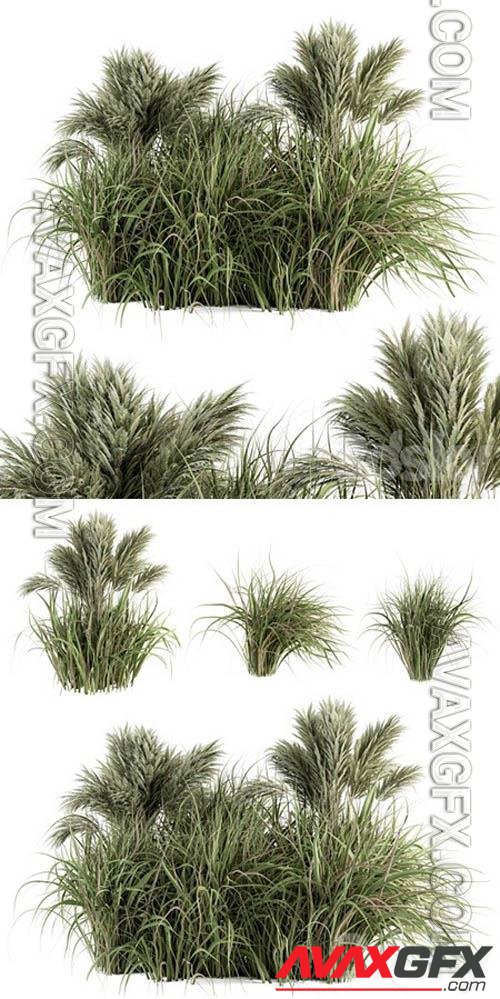 Pampas Bush – Bush Set 21- 3d model