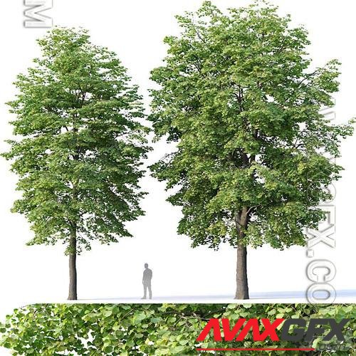 Tilia Europaea 4 - 3d model