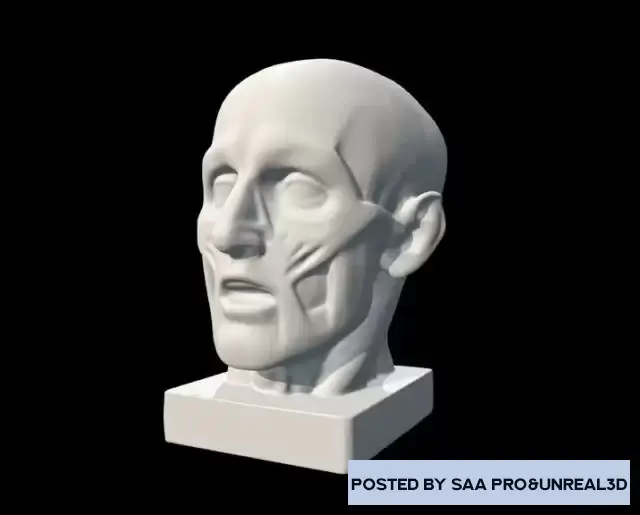 Sculptures Houdon Ecorche head 3D scan