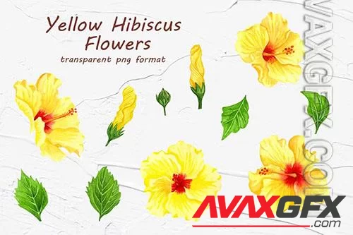 Yellow Hibiscus Flowers [PNG]