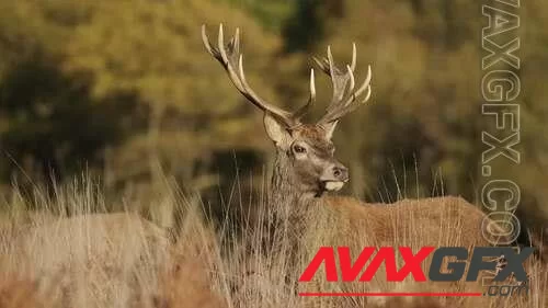 MA - Deer In The Wild 1384849