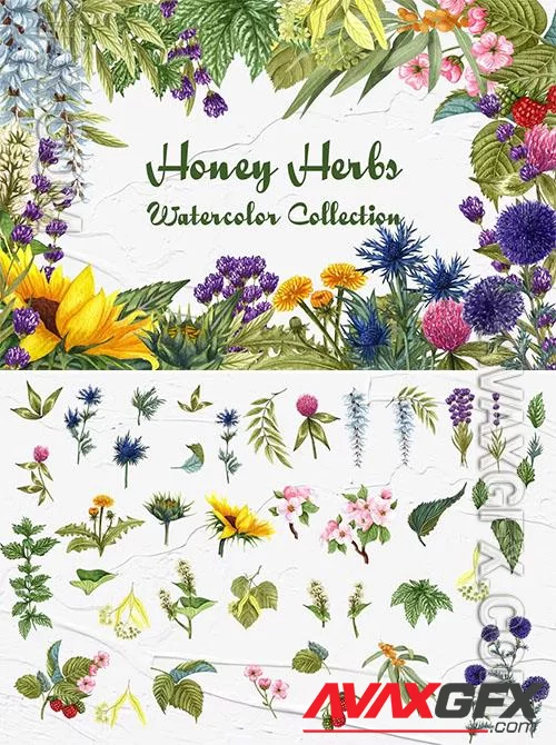 Honey Herbs Watercolor Clipart [PNG]