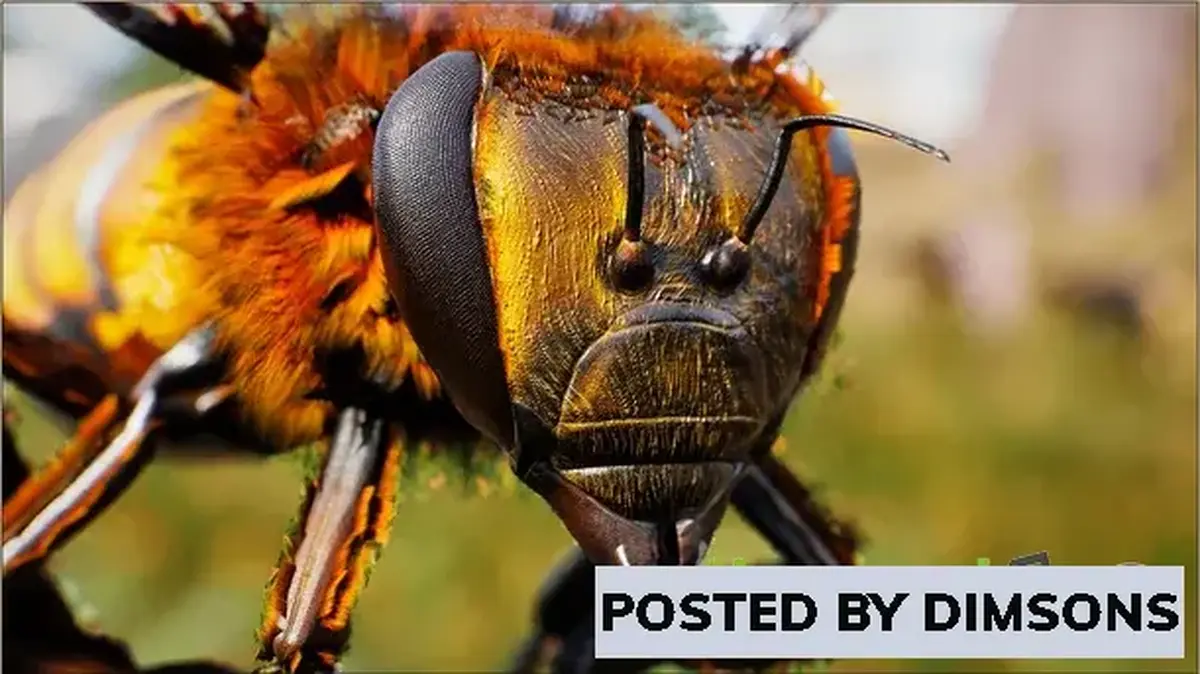 Unreal Engine Characters Animalia - Honeybee v4.24-4.27, 5.0-5.2