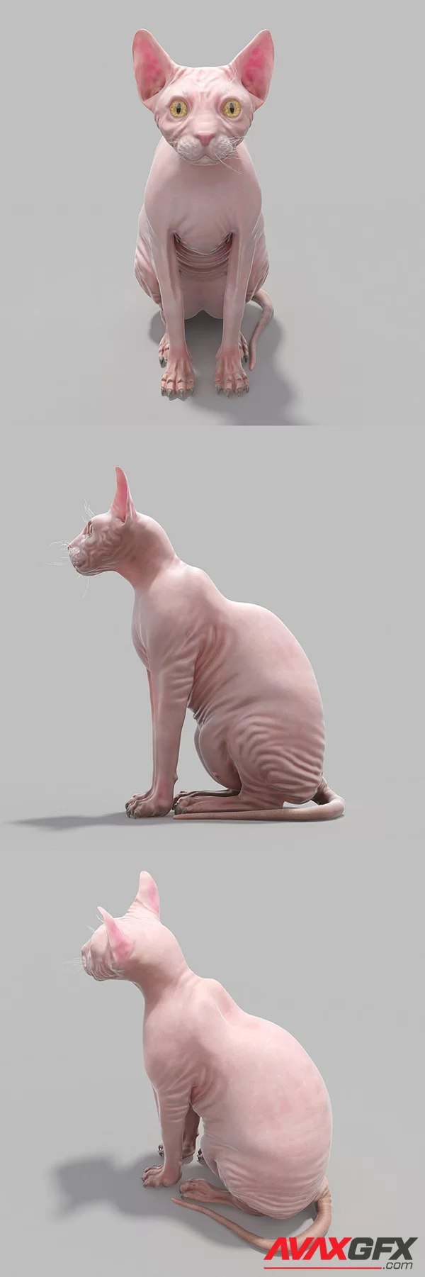 Sphinx Cat 3D Model