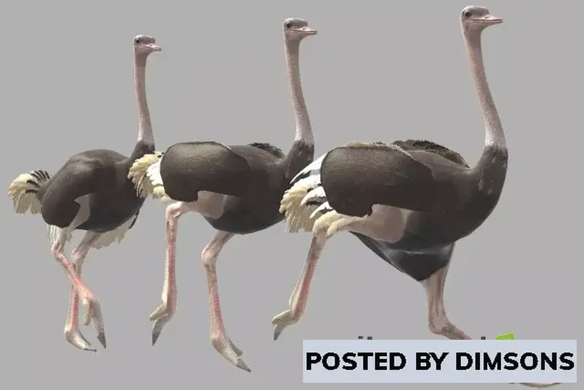 Unity 3D-Models Ostrich v1.0