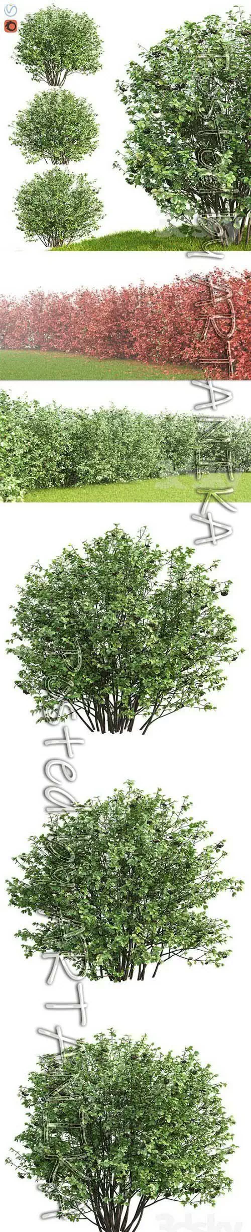 Rowan Aronia (Aronia) 3D Template