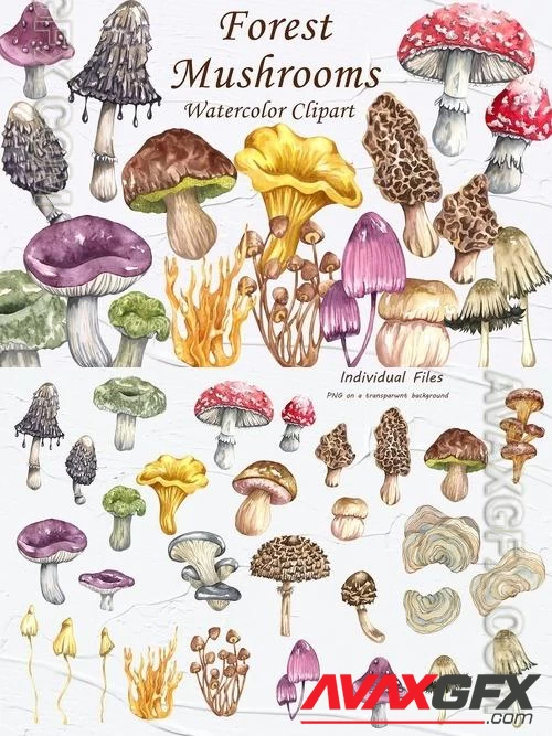 Forest Mushrooms Watercolor Clipart
