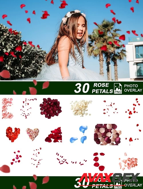 30 Rose Petals PNG Photo Overlay - 68772567