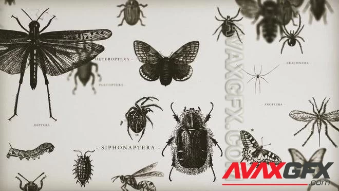 MA - Retro Entomologist Specimens Loop 1525610
