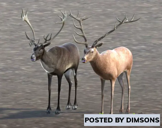 Unity 3D-Models Deer, Caribou and Moose v1.0.3.1