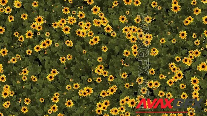 MA - Sunflower Grow Background 1434937
