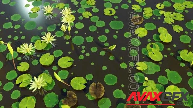 MA - Water Lotus On Lake 1602974