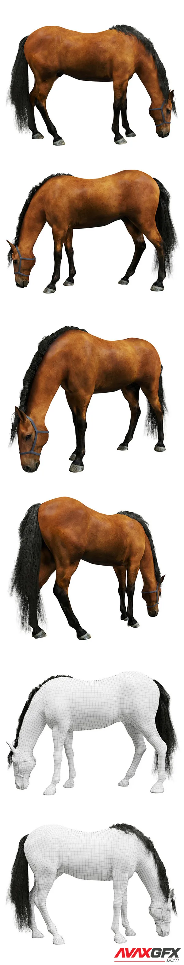 Horse 3D Model