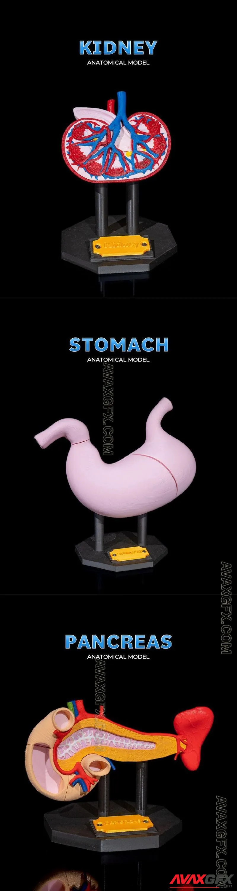Pancreas Anatomical Model and Stomach Anatomical Model and Kidney Anatomical Model - STL 3D Model