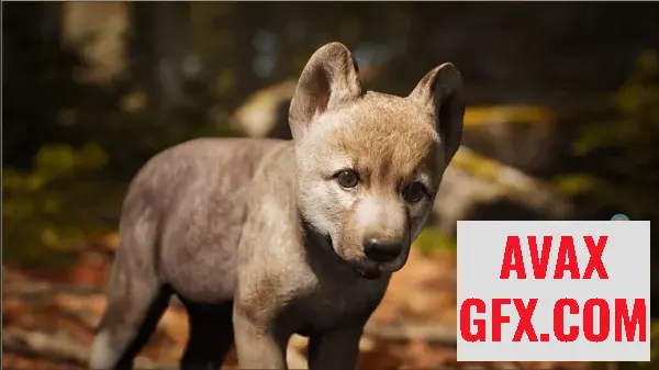 Unreal Engine Asset - Animalia - Gray Wolf (young) v5.0+