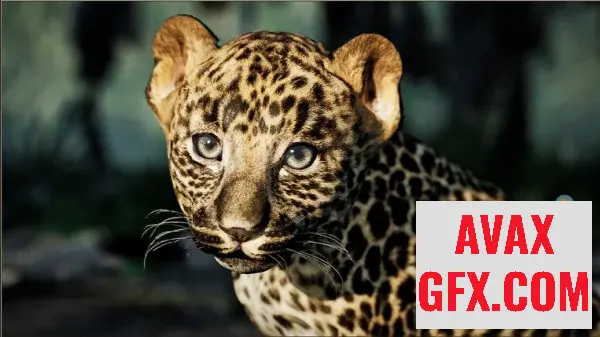 Unreal Engine Asset - Animalia - Leopard (young) v5.0+