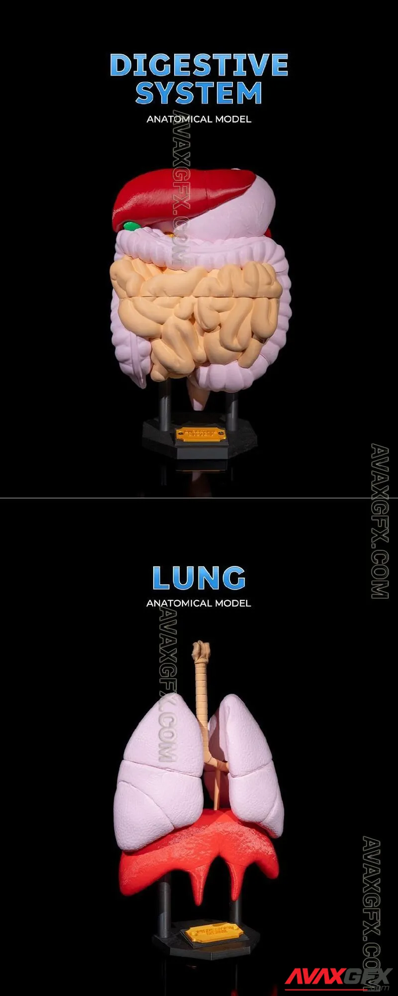 Digestive System Anatomical Model and Lung Anatomical Model - STL 3D Model