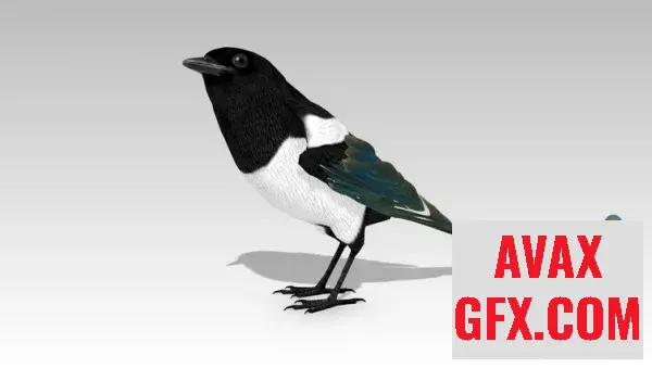 Unreal Engine Asset - Magpie v5.1+