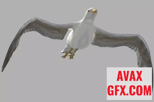 Unity Asset - Seagull (Larus canus) v1.0