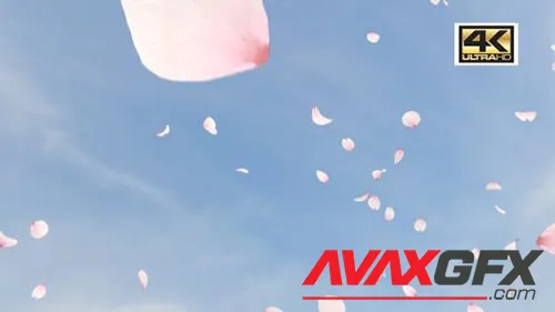 Videohive - Cherry Blossom Slow Falling 4K 21195965