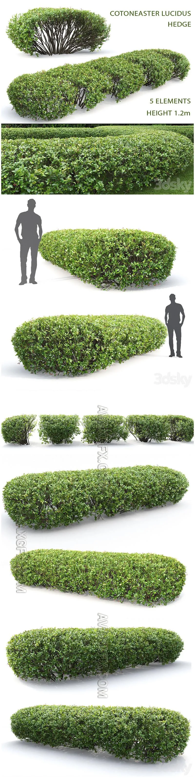 Cotoneaster lucidus hedge # 1 - 3D Model