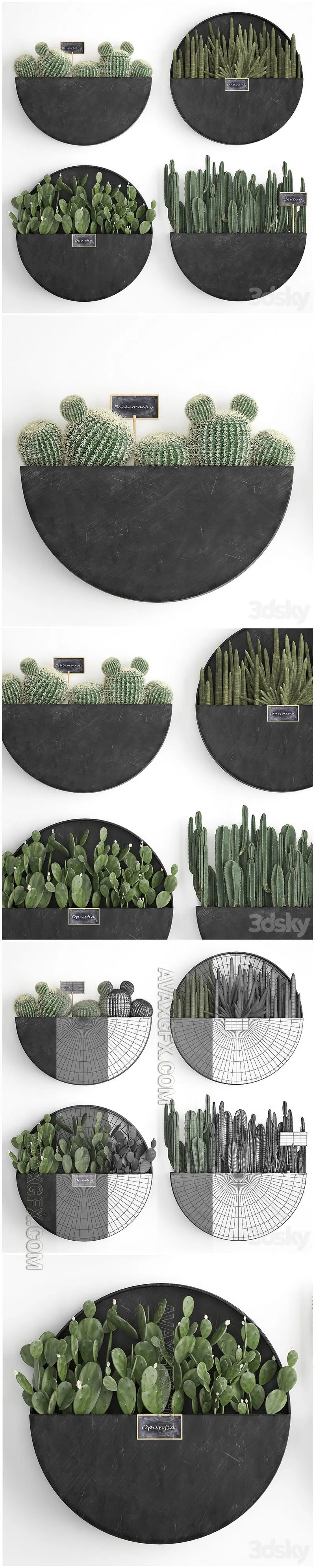 Vertical gardening. 55 Cactus , Prickly Pear, Cereus, Black Metal Shelf, Loft, Barrel cactus, Flower Shelf, Prickly pear - 3D Model MAX