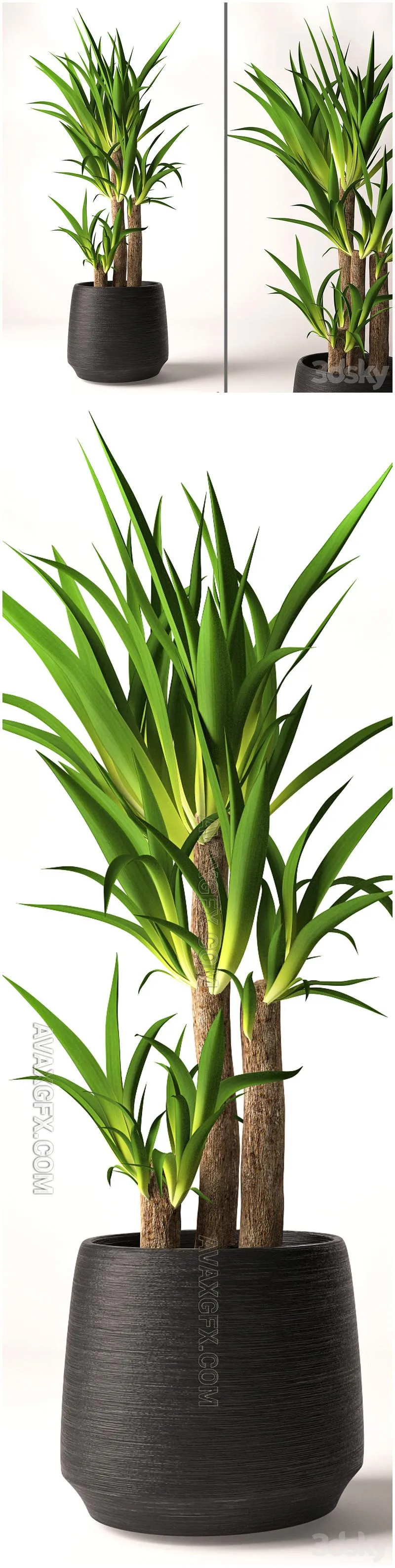 Yucca plant - 3D Model