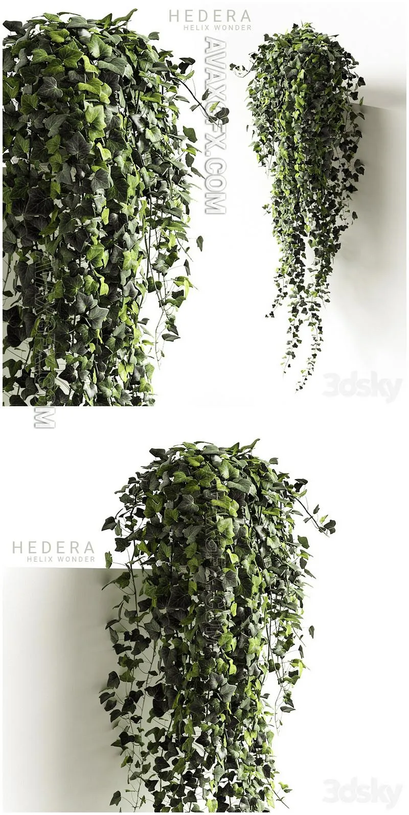 Hedera helix wonder long - 3D Model MAX